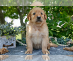 Puppy Logan Golden Retriever