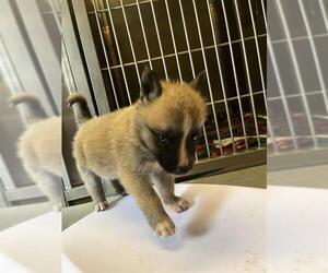 German Shepherd Dog-Unknown Mix Dogs for adoption in Santa Cruz, CA, USA