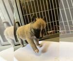 Small German Shepherd Dog Mix