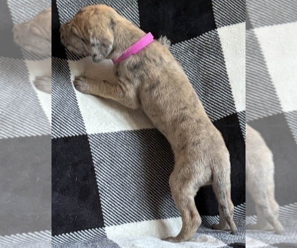 Medium Photo #5 Great Dane Puppy For Sale in GALLOWAY, OH, USA