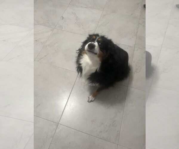 Medium Photo #2 Australian Shepherd Puppy For Sale in Miami, FL, USA