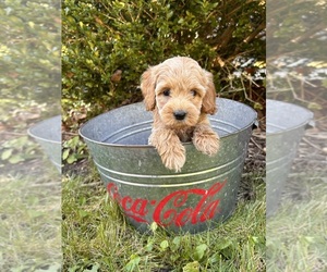 Cockapoo Puppy for sale in MIDDLEBURY, IN, USA