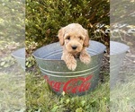 Small Cockapoo