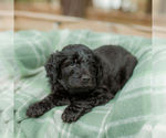 Small Photo #9 Goldendoodle Puppy For Sale in GREENBRIER, AR, USA