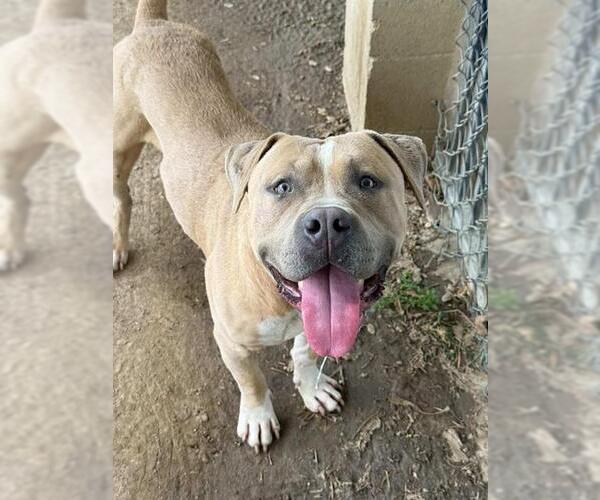 Medium Photo #1 Mutt Puppy For Sale in Riverside, CA, USA