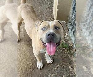 Mutt Dogs for adoption in Riverside, CA, USA