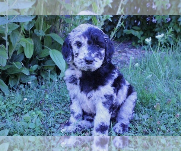 Medium Photo #1 Goldendoodle Puppy For Sale in FREWSBURG, NY, USA