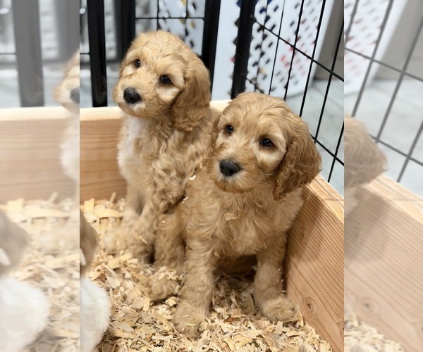 Medium Photo #4 Labradoodle Puppy For Sale in LAS VEGAS, NV, USA