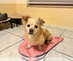 Small Photo #5 Dachshund-Unknown Mix Puppy For Sale in Weston, FL, USA