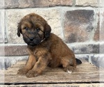 Small #3 Whoodle (Miniature)