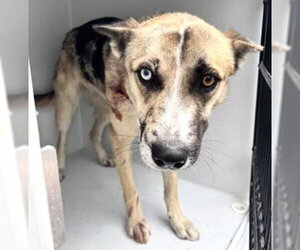 Gerberian Shepsky Dogs for adoption in Houston, TX, USA