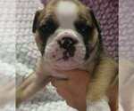 Small #5 Olde English Bulldogge