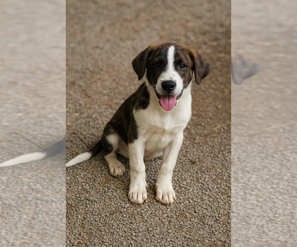 Medium Photo #4 Mutt Puppy For Sale in Boston, MA, USA