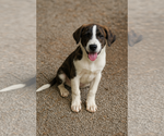 Small #3 Mutt