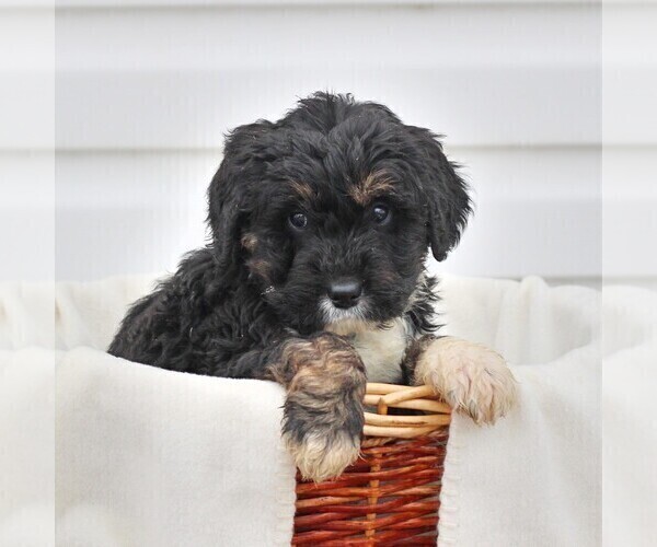 Medium Photo #2 Bernedoodle Puppy For Sale in CHAMBERSBURG, PA, USA