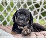 Small #3 Cane Corso