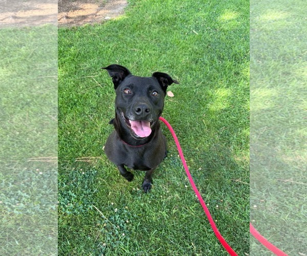 Medium Photo #2 Labrador Retriever-Unknown Mix Puppy For Sale in San Diego, CA, USA