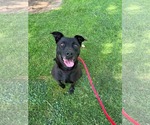 Small #1 Labrador Retriever Mix