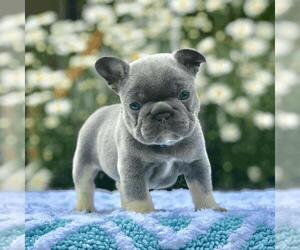 French Bulldog Puppy for sale in Montreal, Quebec, Canada