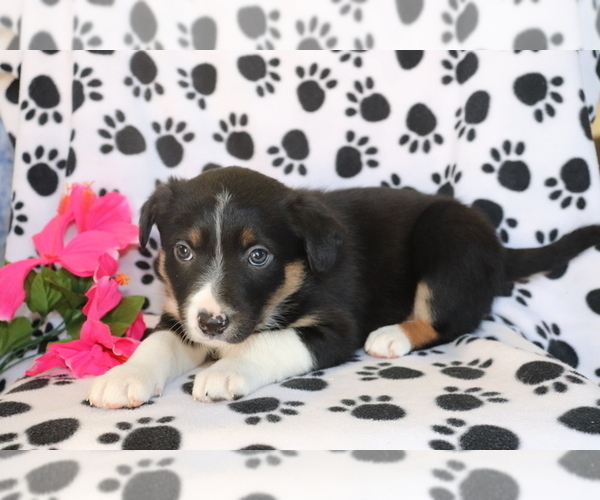 Medium Photo #3 Border Collie-Unknown Mix Puppy For Sale in SHILOH, OH, USA