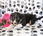 Small Photo #3 Border Collie-Unknown Mix Puppy For Sale in SHILOH, OH, USA