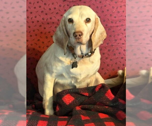 Medium Photo #7 Beagle Puppy For Sale in Dunnellon, FL, USA