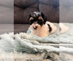 Small Photo #1 YorkiePoo Puppy For Sale in CASTROVILLE, TX, USA