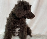 Small #19 Poodle (Standard)
