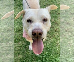 Maddy - Female Labrador Retriever-Unknown Mix Dog for Adoption - Photo #4