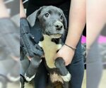 Small Photo #3 Borador Puppy For Sale in Aurora, IN, USA