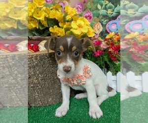 Jack Russell Terrier Puppy for sale in HAMMOND, IN, USA