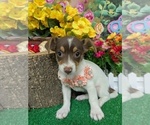 Image preview for Ad Listing. Nickname: Jacarat Terrier