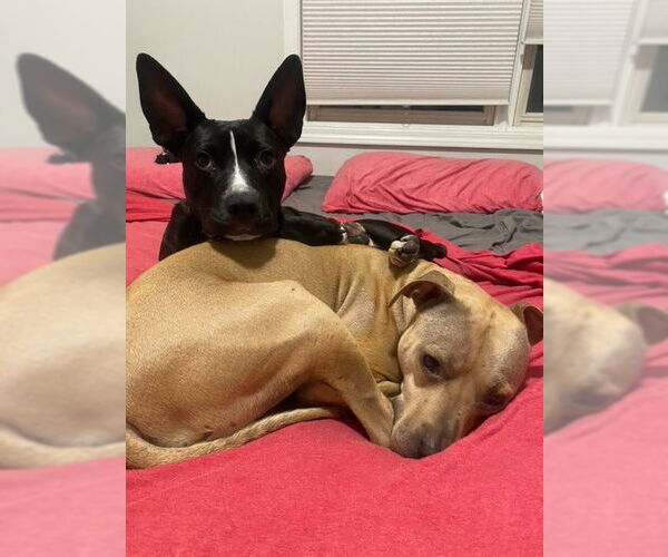 Medium Photo #5 Mutt Puppy For Sale in Crete, IL, USA