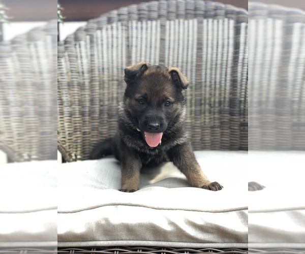 Medium Photo #5 German Shepherd Dog Puppy For Sale in BIRMINGHAM, PA, USA