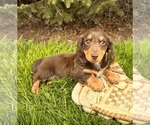 Small #2 Dachshund