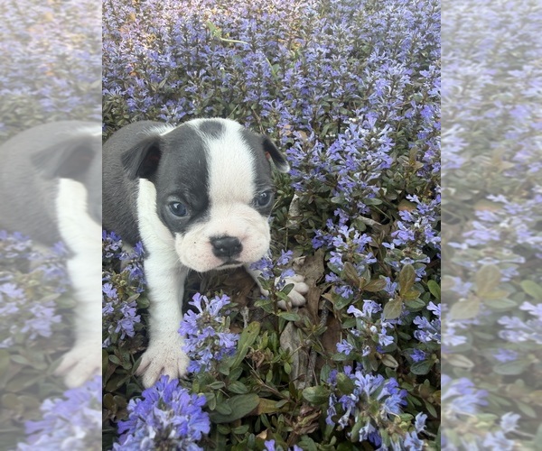 Medium Photo #3 Boston Terrier Puppy For Sale in FREDONIA, KS, USA