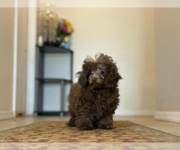 Medium Photo #9 Poodle (Toy) Puppy For Sale in TUCSON, AZ, USA