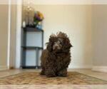 Small #8 Poodle (Toy)