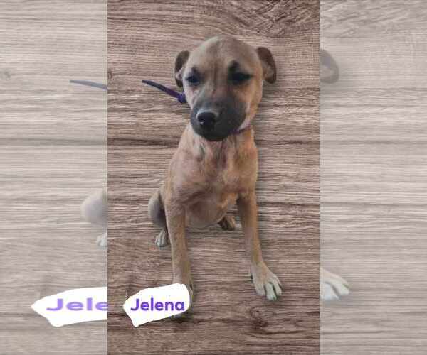 Medium Photo #14 Chihuahua-Unknown Mix Puppy For Sale in Minneapolis, MN, USA