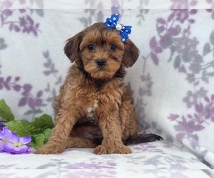 Poodle (Miniature)-Shorkie Tzu Mix Puppy for sale in LAKELAND, FL, USA