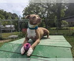Small #15 American Pit Bull Terrier-American Staffordshire Terrier Mix