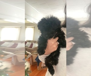 YorkiePoo Puppy for sale in SOUTH LAWRENCE, MA, USA