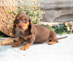 Small #1 Dachshund