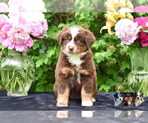 Australian Shepherd Puppy for sale in EASTON, MO, USA