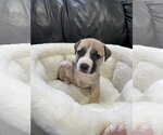 Small #18 Mutt