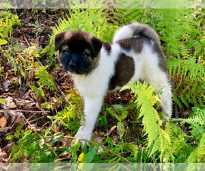Akita Puppy for sale in KEENE, NH, USA