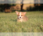 Small #8 Pembroke Welsh Corgi