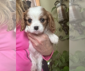 Cavalier King Charles Spaniel Puppy for sale in CENTURIA, WI, USA
