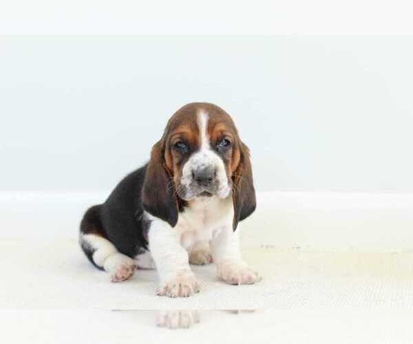 Medium Photo #3 Basset Hound Puppy For Sale in WOMELSDORF, PA, USA