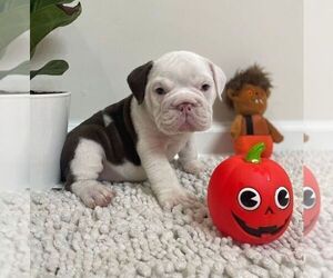 English Bulldog Puppy for sale in JOHNS ISLAND, SC, USA